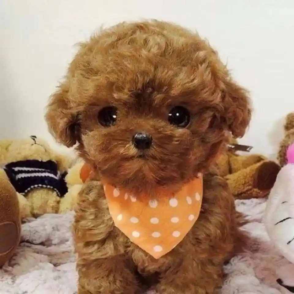 中山大雄犬舍・中山精品泰迪犬出售｜纯种精品泰迪幼犬｜疫苗齐全可上门 + 视频选犬