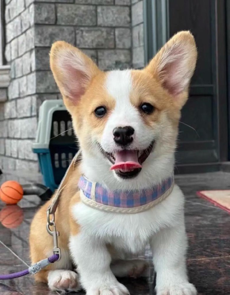 中山大雄犬舍・中山高品质柯基出售｜纯种精品柯基幼犬｜疫苗齐全可上门 + 视频选犬