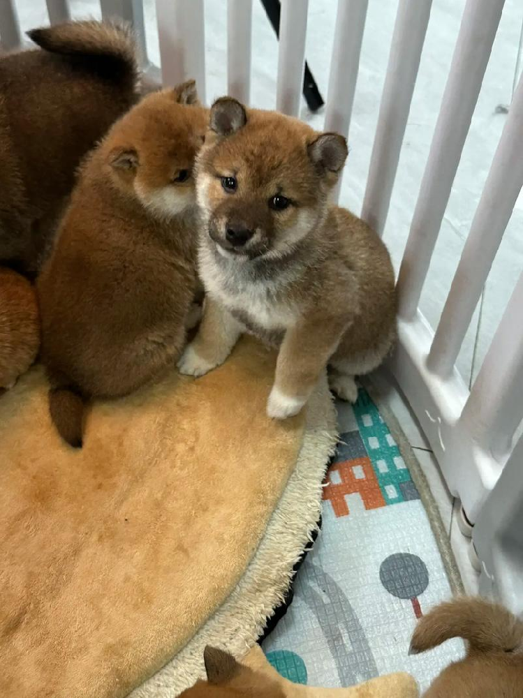 中山大雄犬舍・中山柴犬出售｜纯种日本柴犬｜赤柴黑柴白柴齐全｜疫苗齐全可上门 + 视频选犬