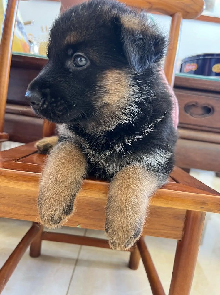 中山大雄犬舍・赛级德牧幼犬出售
