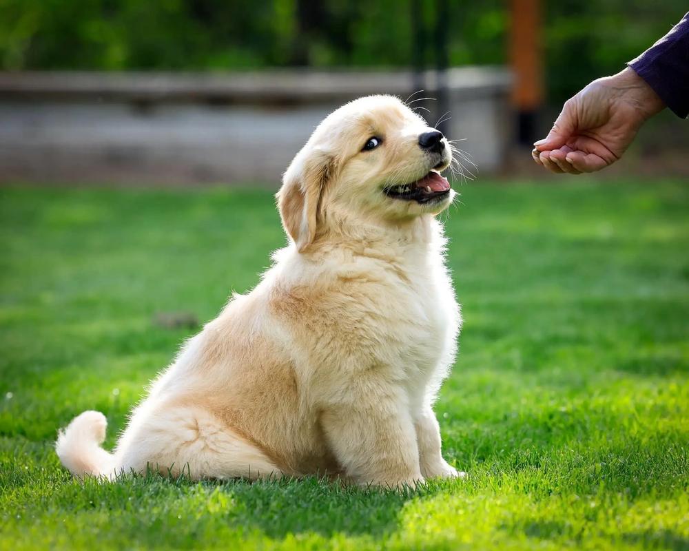 中山大雄犬舍｜CKU/FCI 双认证血统金毛｜大骨架爆毛量｜冠军后代可追溯｜90 天健康质保 + 终身售后